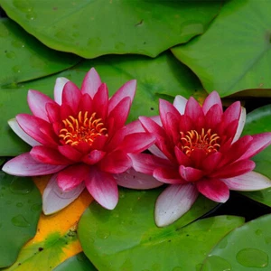 15 Seerosensamen „Attraction“ „Nymphaea Lotus“ - Bild 1 von 1