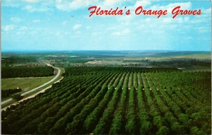 Florida's Orange Groves seen from Citrus Tower FLORIDA POSTCARD D17 - Picture 1 of 2