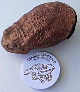 Stunning Cane Toad Skin full body Zip Up Coin Purse Australian made Rare - Picture 1 of 8
