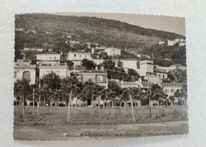  TRIEST - BARCOLA PINETA junge Bäume frisch gepflanzt FOTO POZZAR 6.6.1961 - Bild 1 von 3