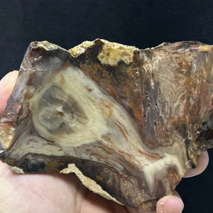 1lb 5oz PETRIFIED WOOD- Lapidary Rough For Cabbing - Picture 1 of 8