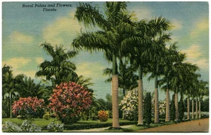 Linen Postcard - Florida - Royal Palms and Flowers (1957) - Picture 1 of 2