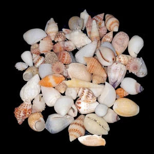 Assorted mixed craft small sea shells 10-20mm | 50g - Picture 1 of 4