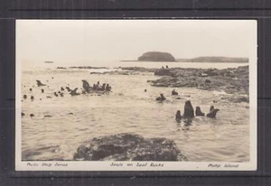 VICTORIA, PHILLIP ISLAND, SEALS ON SEAL ROCKS, c1914 ppc., unused - Picture 1 of 1