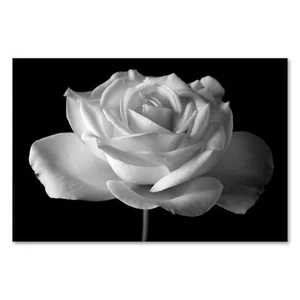 Postereck 0031 Poster Leinwand Rose, Schwarz Weiss Blume Natur Blüte Vintage - Bild 1 von 7