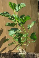 Fig tree Black Madeira - 3 unrooted cuttings for propagation 