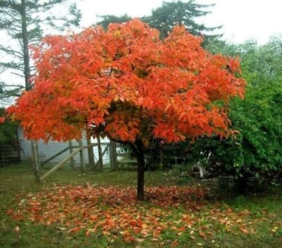 Árbol de caqui común americano ~ Diospyros virginiana ~ Planta de inicio bien enraizada -  Foto 1 de 4