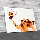 Hilarious Cats Snapping Selfies With Smartphone Orange Canvas Print Large
