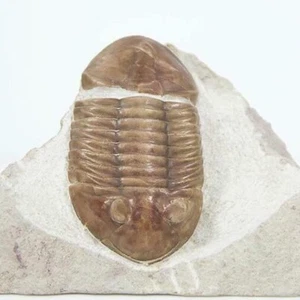 ASAPHUS LEPIDURUS TRILOBITE 61MM - Foto 1 di 9