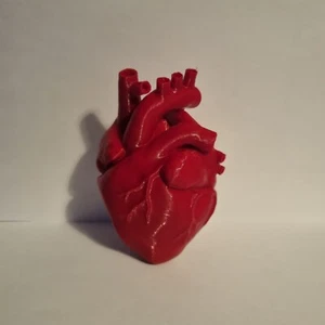 Human Anatomical Heart replica. Biology wedding gift. Love , Valentine - Picture 1 of 8