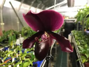 Paphiopedilum (Hung Shen Bayx Red Shift) - Picture 1 of 1