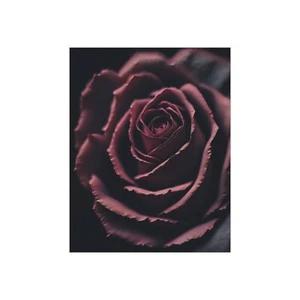Rose Nahaufnahme Poster - Bild 1 von 4