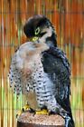 Lanner falcon Falco Biarmicus Bird of Prey Portrait Photograph Picture Print