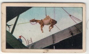 BATTLE OF THE YSER Vintage 1914-1915 Sweet Caporal T121 World War I Scenes #231 - Picture 1 of 1