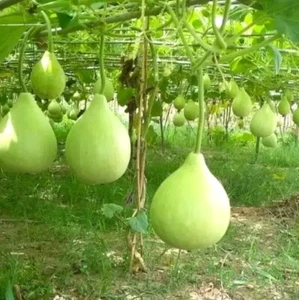 Bangladeshi Asian Round Bottle Gourd Gul Lauki Dudhi Kodu Kodhu 6 best seeds - Picture 1 of 1