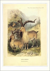 1990 Vintage Print Markhor GOAT Capra Central South Asia Forest Wildlife Animal - Picture 1 of 3