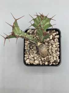 Euphorbia Buruana Caudex Succulenta Verde Giallo Pianta Alta 7 Cm Pot 7 - Imagen 1 de 5