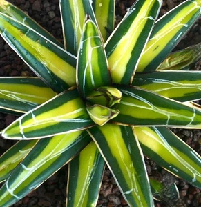 Agave victoriae-reginae MEDIOPICTA YELLOW BIG-99 - - Agave di Regina Vittoria | - Bild 1 von 4