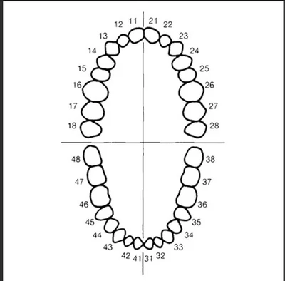 M8024 Dientes Kilgore NiSSlN 500 Tipo Typodont Repuesto #11/#21/#12/#22/13/23 Foto 1 de 4