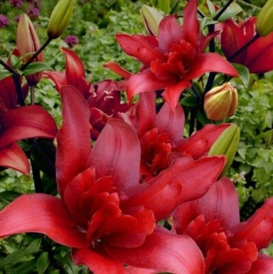 RED & BLACK KISS LILY FLOWER BULBS~POLLEN-FREE~2-3 FT TALL PERENNIAL PLANT~HARDY - Image 1 of 2