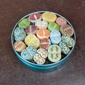 Mezcla de plantas Lithops, lithops raras, plantas Lithops, piedras vivas - Imagen 1 de 11