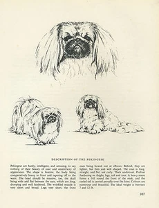 PEKINGESE VINTAGE DOG PRINT SKETCH PAGE ARTIST BRIDGET OLERENSHAW - Picture 1 of 1