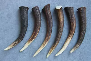 6 RED DEER ANTLER TIPS TINES SECTIONS - Picture 1 of 14