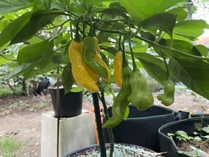 Madame Jeanette Chili Seeds (10 Seeds) - Bild 1 von 9