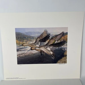 Pennsylvania Waterfowl Management Stamp Print Pintail Ducks 1994 #2235 - Picture 1 of 5