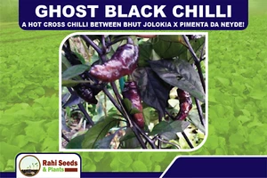 Ghost Black Chilli - A Hot Cross Chilli Between Bhut Jolokia X Pimenta Da Neyde! - Picture 1 of 6