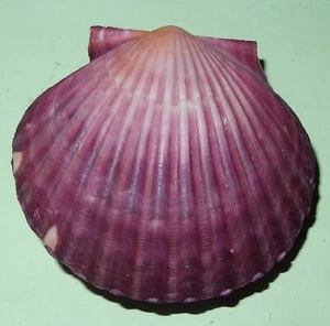 Argopecten irradians PECTINIDAE - Chinese Sea Shell -- 55mm - #2061 - Picture 1 of 2