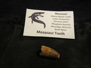 Dinosaur Bone Mosasaur Tooth Morocco, North Africa With Display Card MT E - Picture 1 of 9