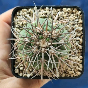Gymnocalycium Spegazzini Punillense VoS 05-109 Tucuman POT 8 CM On its own root - Imagen 1 de 5