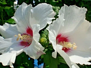 2 Hibiskus Gartenhibiskus syriakus 1x weiß+1x pink winterhart Pflanze Konvolut💐 - Bild 1 von 3