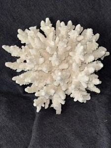 Natural Marine Aquarium Pacific Finger Coral 8" - Picture 1 of 6