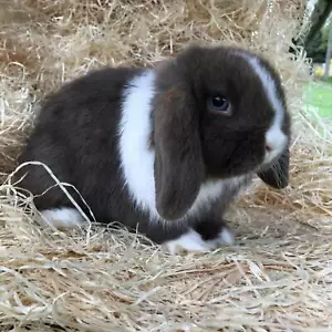 5 kg Premium Kuschelwolle Kleintiereinstreu Holzwolle 100% kompostierbar - Bild 1 von 2
