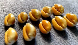 Cypraea naria helvola 17 -20 mm GEM " 10 pcs collectible beauty WOW!!! - Picture 1 of 8