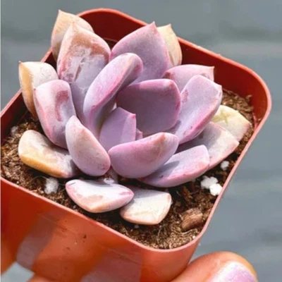 1 Live Graptoveria 'Debbie' Plant – 2 Inch Pot – Pink Lavender Succulent Beauty - Image 1 of 4