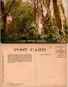Postkarte Der tropische Dschungel - Uganda Afrika mit dichter Tropenwaldszene - Bild 1 von 1