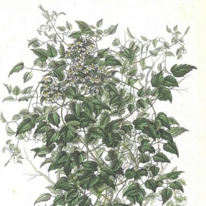 Clématite des haies - - PL 34 - Plante Flore - Gravure de presse 1872 - Bild 1 von 3