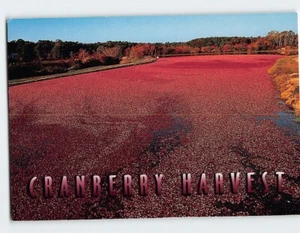 Postkarte Cranberry Ernte Cape Cod Massachusetts USA - Bild 1 von 2
