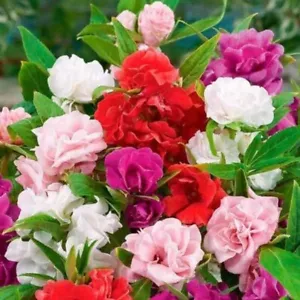 Impatiens/BALSAM CAMELLIA FLOWERED MIXED 50 Seeds Flower Garden Collection - Picture 1 of 4