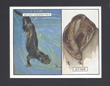 WILLS - ANIMALS AND THEIR FURS - #17 SEA OTTER