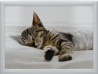 Knietablett laptray laptop Kissen Tablett Tiere Katze - Bild 1 von 3