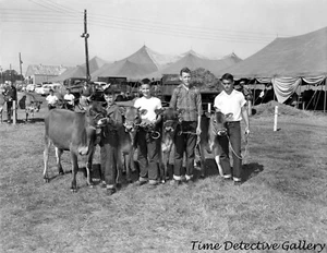 FFA Boys with Calves at the Fair, Tallahassee, FL - 1955 - Vintage Photo Print - Picture 1 of 1
