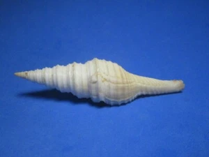 Polystira barretti (Guppy, 1892) "SCHWIERIG!"  (81,1 mm) - Bild 1 von 7