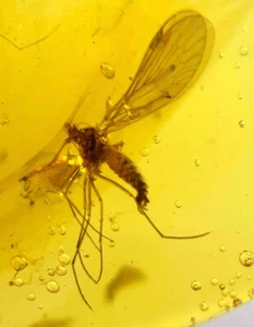 fossile birmano burmite cretaceo ambra scorpione mosca insetto fossile ambra Myanmar - Foto 1 di 6
