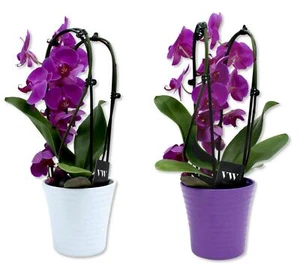 Keramik Blumen-Topf rund gewellt 14 x 13cm glasiert Vase Übertopf - Bild 1 von 10