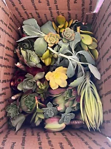 Full box 30+ Live Succulent Clippings 10+ Varieties Cuttings Starter Plants - Picture 1 of 10
