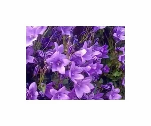 40x Wiesen Glockenblume Campanula carpatica Garten Pflanzen - Samen KS316 - Picture 1 of 5